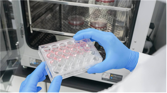 Cell Culture